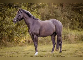 Poni New Forest, Yegua, 7 años, 138 cm, Negro