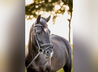 Poni New Forest, Yegua, 7 años, 138 cm, Negro