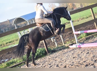 Poni New Forest, Yegua, 7 años, 138 cm, Negro