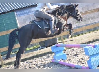 Poni New Forest, Yegua, 7 años, 138 cm, Negro