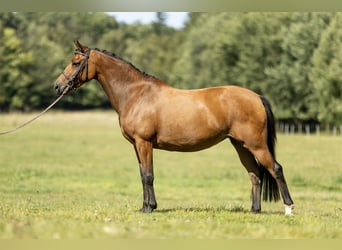 Poni New Forest, Yegua, 7 años, 142 cm, Castaño