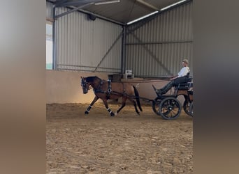 Poni New Forest, Yegua, 7 años, 142 cm, Castaño