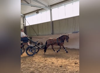 Poni New Forest, Yegua, 7 años, 142 cm, Castaño