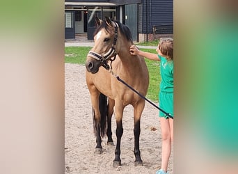 Poni New Forest, Yegua, 9 años, 144 cm, Buckskin/Bayo