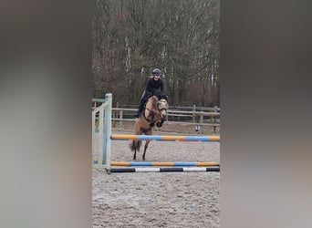 Poni New Forest, Yegua, 9 años, 144 cm, Buckskin/Bayo