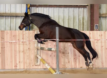 Poni New Forest, Yegua, 9 años, 152 cm, Castaño