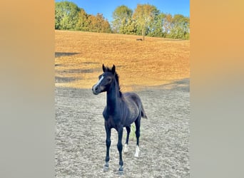 Poni New Forest, Yegua, Potro (03/2026), Negro