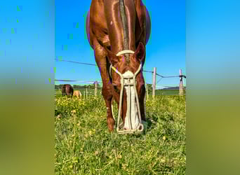 Poni Polo, Caballo castrado, 15 años, Alazán