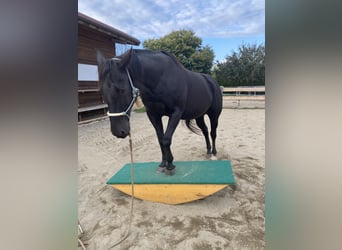 Poni Polo Mestizo, Caballo castrado, 16 años, 155 cm, Negro