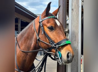 Poni Polo, Caballo castrado, 7 años, Castaño