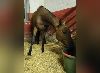 Poni Polo, Yegua, 10 años, 156 cm, Castaño oscuro