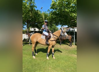 Poni Polo, Yegua, 12 años, Palomino
