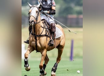 Poni Polo, Yegua, 12 años, Palomino