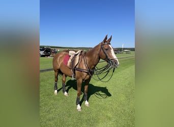 Poni Polo, Yegua, 15 años, Alazán