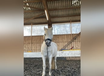 Poni Polo, Yegua, 16 años, 130 cm, Tordo