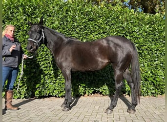 Poni Polo Mestizo, Yegua, 17 años, 155 cm, Negro