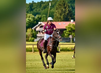 Poni Polo, Yegua, 18 años, Morcillo