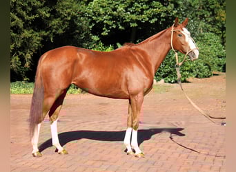 Poni Polo, Yegua, 6 años, 158 cm, Alazán