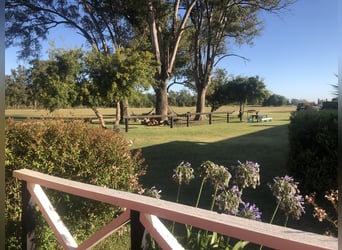 Poni Polo, Yegua, 8 años, 152 cm, Palomino