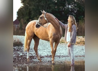 Poni Polo, Yegua, 8 años, Palomino