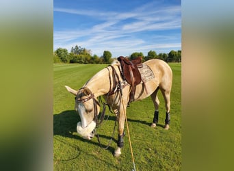Poni Polo, Yegua, 8 años, Palomino