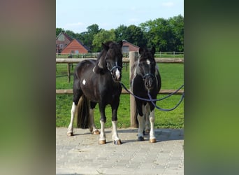 Ponis Shetland, Caballo castrado, 10 años, 109 cm, Pío