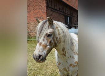 Ponis Shetland, Caballo castrado, 10 años, 110 cm, Atigrado/Moteado