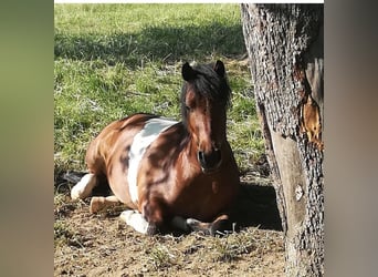 Ponis Shetland, Caballo castrado, 10 años, 113 cm, Pío
