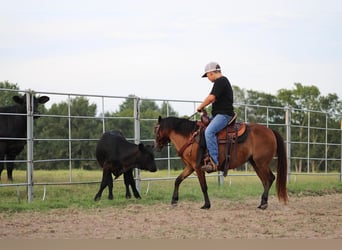 Ponis Shetland, Caballo castrado, 10 años, 117 cm, Castaño rojizo