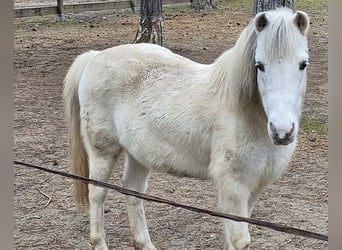 Ponis Shetland, Caballo castrado, 10 años, 125 cm, Pío