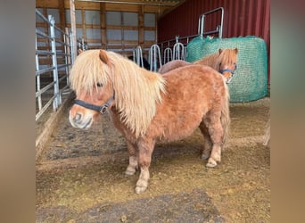 Ponis Shetland, Caballo castrado, 10 años, 85 cm