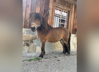 Ponis Shetland, Caballo castrado, 10 años, 85 cm, Castaño