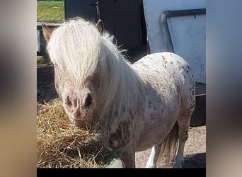 Ponis Shetland Mestizo, Caballo castrado, 10 años, 89 cm, Atigrado/Moteado