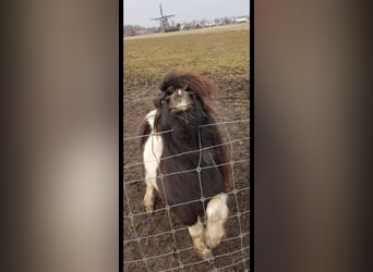 Ponis Shetland Mestizo, Caballo castrado, 10 años, 89 cm, Atigrado/Moteado