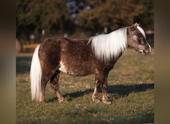 Ponis Shetland, Caballo castrado, 10 años, 89 cm