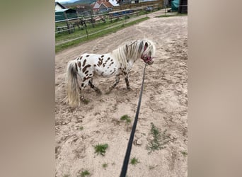 Ponis Shetland, Caballo castrado, 10 años, 91 cm, Atigrado/Moteado