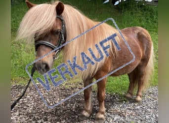 Ponis Shetland, Caballo castrado, 10 años