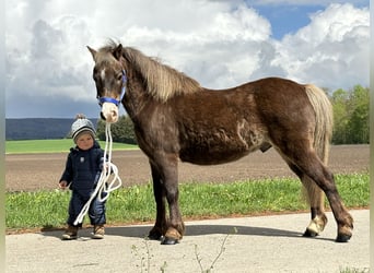 Ponis Shetland Mestizo, Caballo castrado, 11 años, 115 cm, Alazán-tostado
