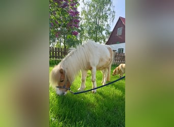 Ponis Shetland, Caballo castrado, 11 años, 91 cm, Pío