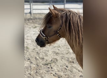 Ponis Shetland, Caballo castrado, 12 años, 100 cm, Alazán-tostado