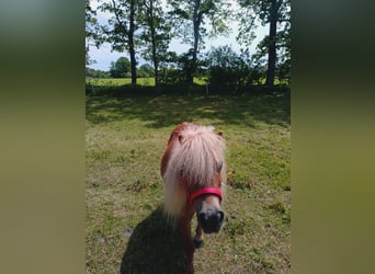 Ponis Shetland, Caballo castrado, 12 años, 100 cm, Ruano alazán