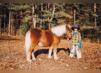 Ponis Shetland, Caballo castrado, 12 años, 102 cm, Alazán-tostado