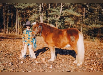 Ponis Shetland, Caballo castrado, 12 años, 102 cm, Alazán-tostado