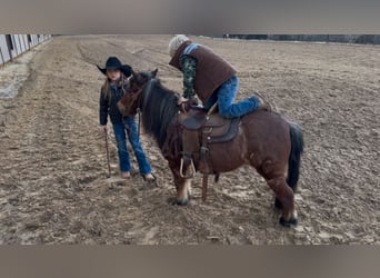 Ponis Shetland, Caballo castrado, 12 años, 102 cm, Castaño-ruano