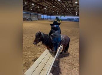 Ponis Shetland, Caballo castrado, 12 años, 102 cm, Castaño-ruano