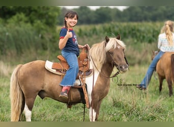 Ponis Shetland, Caballo castrado, 12 años, 102 cm, Pío