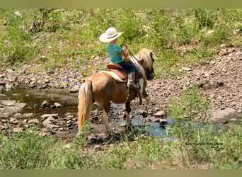 Ponis Shetland, Caballo castrado, 12 años, 102 cm, Pío