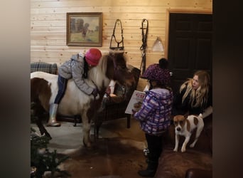 Ponis Shetland, Caballo castrado, 12 años, 102 cm, Pío