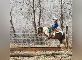 Ponis Shetland, Caballo castrado, 12 años, 102 cm, Pío