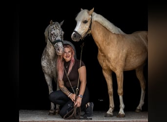 Ponis Shetland, Caballo castrado, 12 años, 118 cm, Atigrado/Moteado